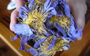 Dried blue lotus flowers